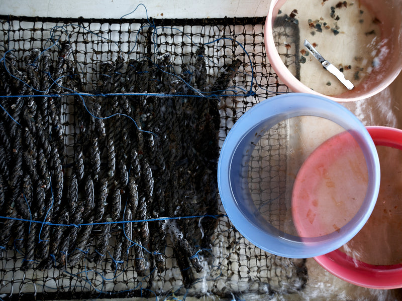 Ropes and net holding small baby oysters