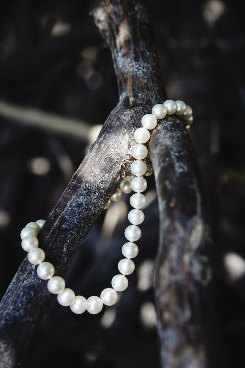 Pearl strand hanging on a mangrove root with a blurred background.