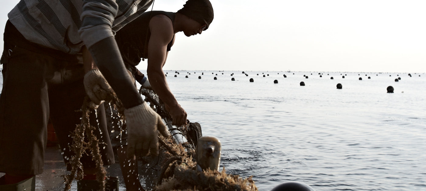 Men working with ropes pulling them from the ocean off a boat