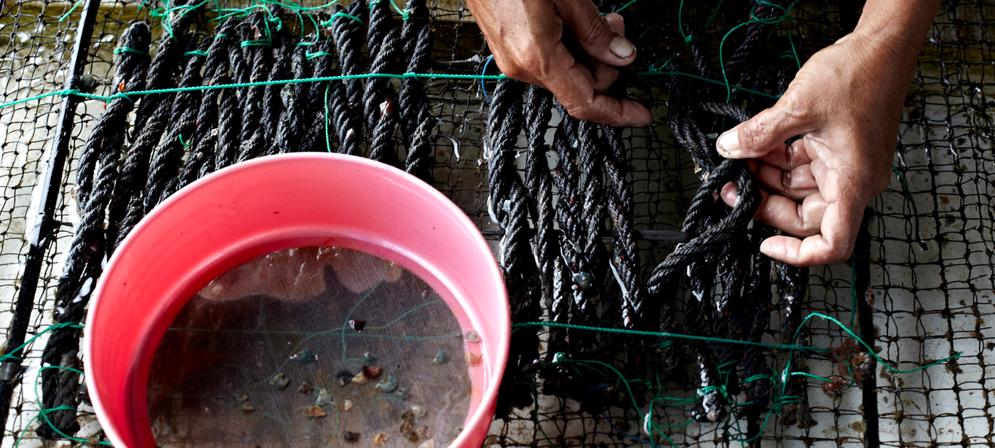 Hands working on ropes and nets holding baby oysters