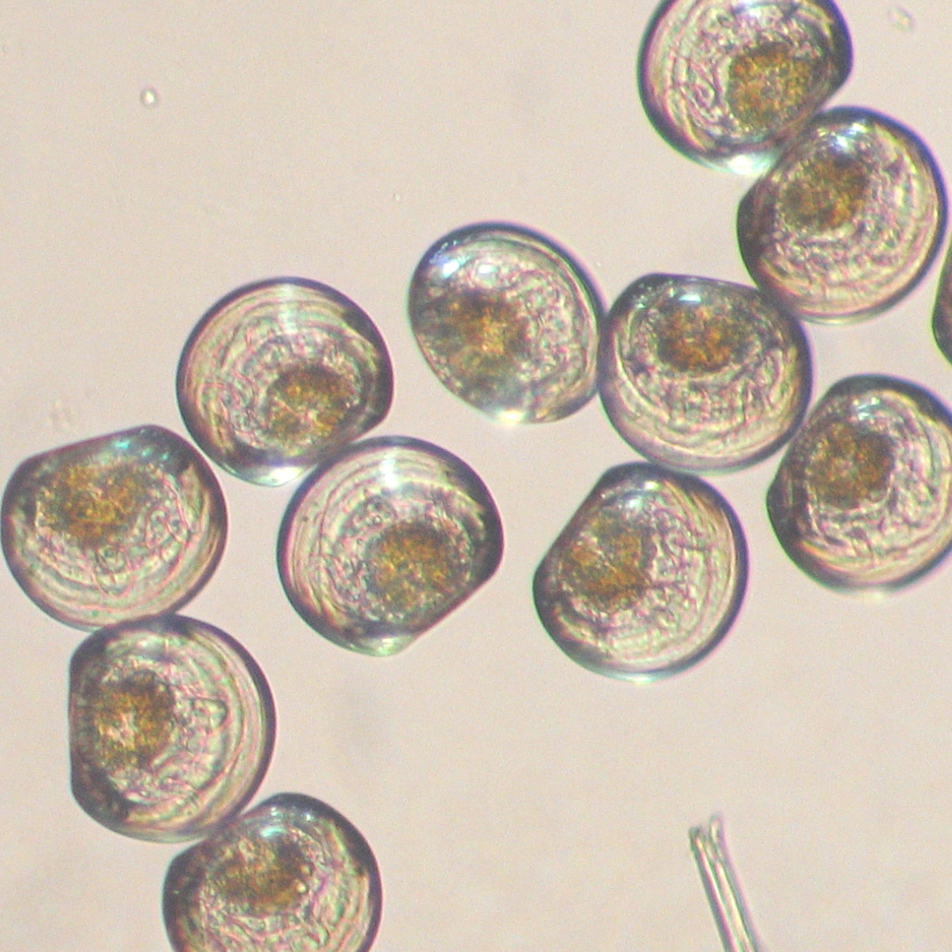Microscopic view of baby oysters a light gray background