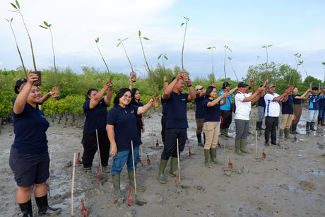 Mangrove Restoration for Indonesia’s National Tree Planting Day