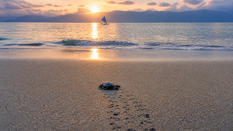 World Turtle Day Blog