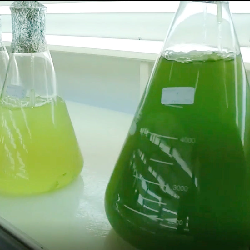 Two conical flasks with green liquid on a white surface