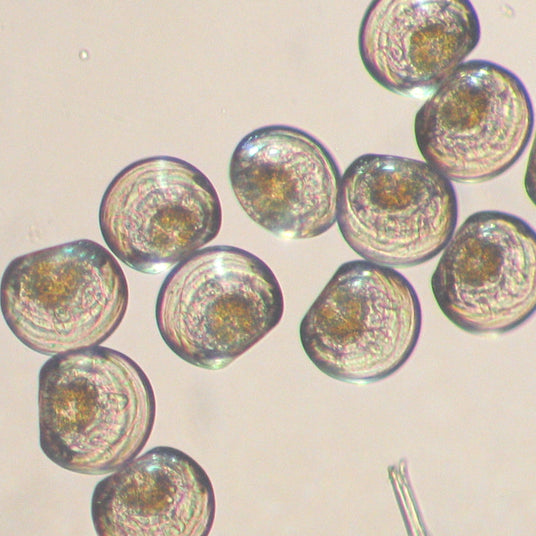 Microscopic view of baby oysters a light gray background