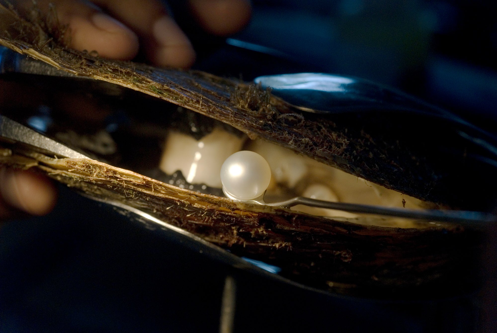 Harvesting Pearl from Oyster Shell Close-Up 