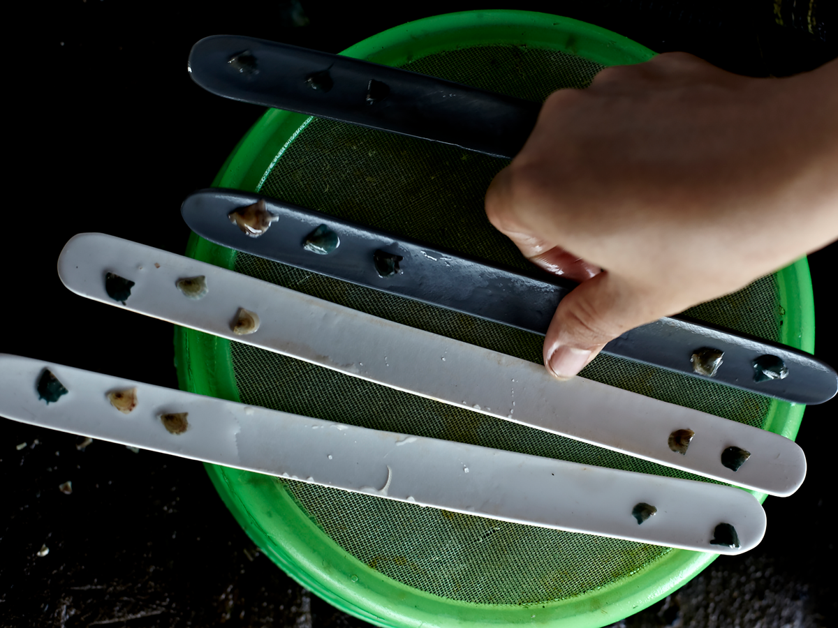 Hand holding pearl trays over a green sieve on a dark background.