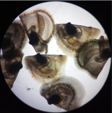 Microscopic view of baby oyster larvae formation showing early shell development details