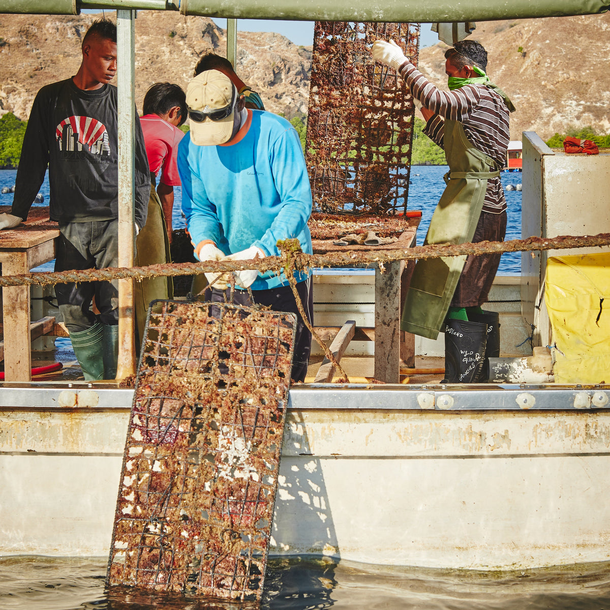 Workers cleaning oyster cages during pearl farm maintenance