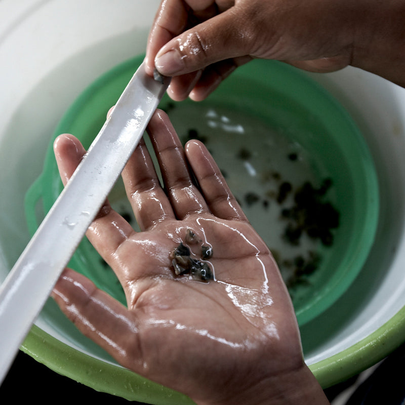Person collecting baby oysters with water on a green and white basin