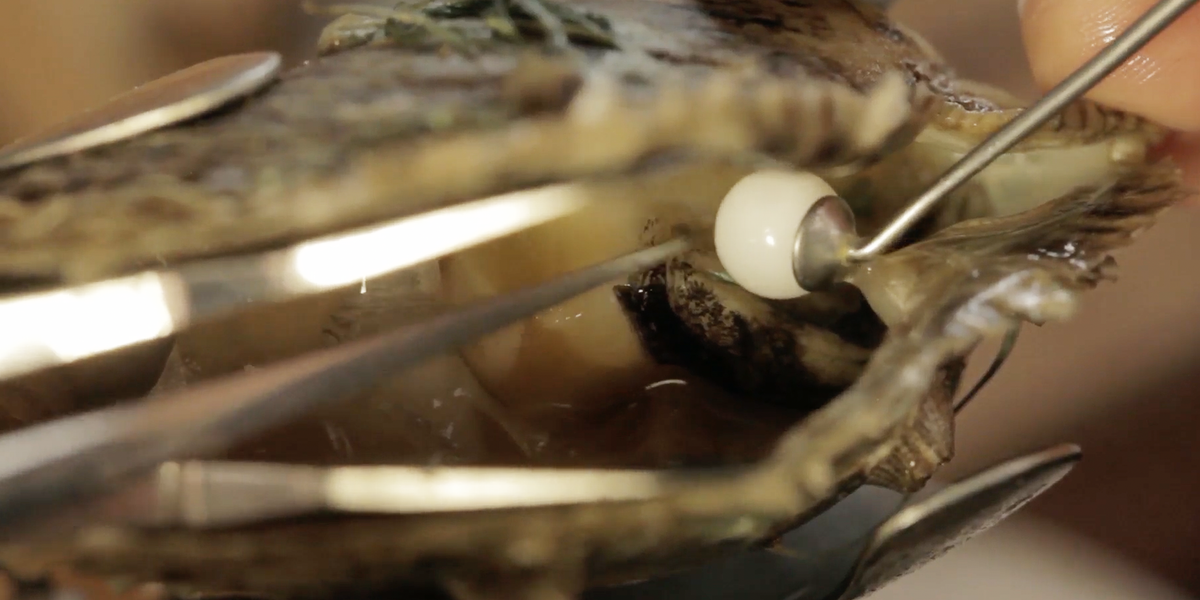 Close-up of pearl seeding process inserting nucleus into oyster