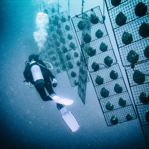 Diver inspecting oyster farming cages underwater in marine aquaculture setup