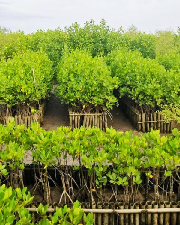 Young trees in pots arranged in rows with a natural background