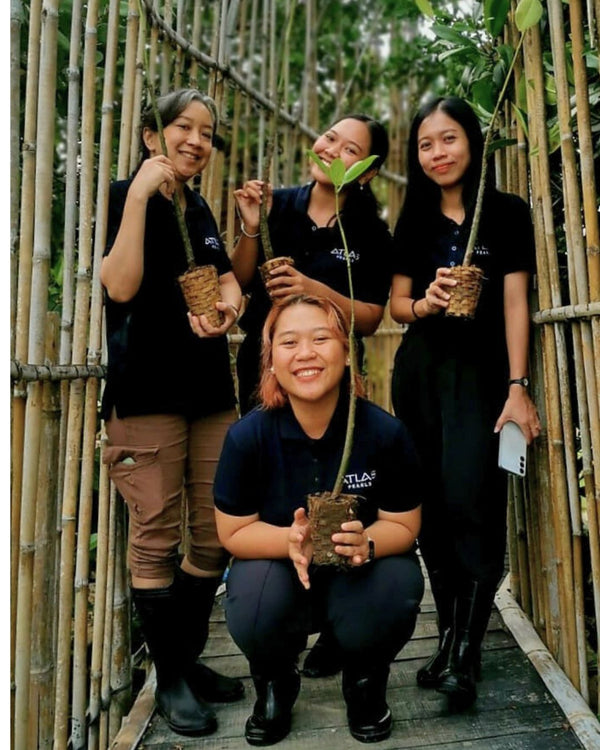 Four women holding saplings in front of a bamboo fence