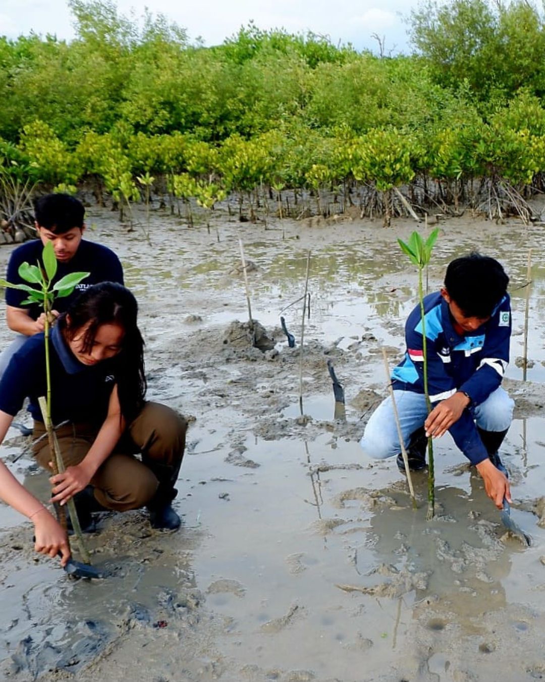 People planting mangrove trees in a coastal area with greenery in the background