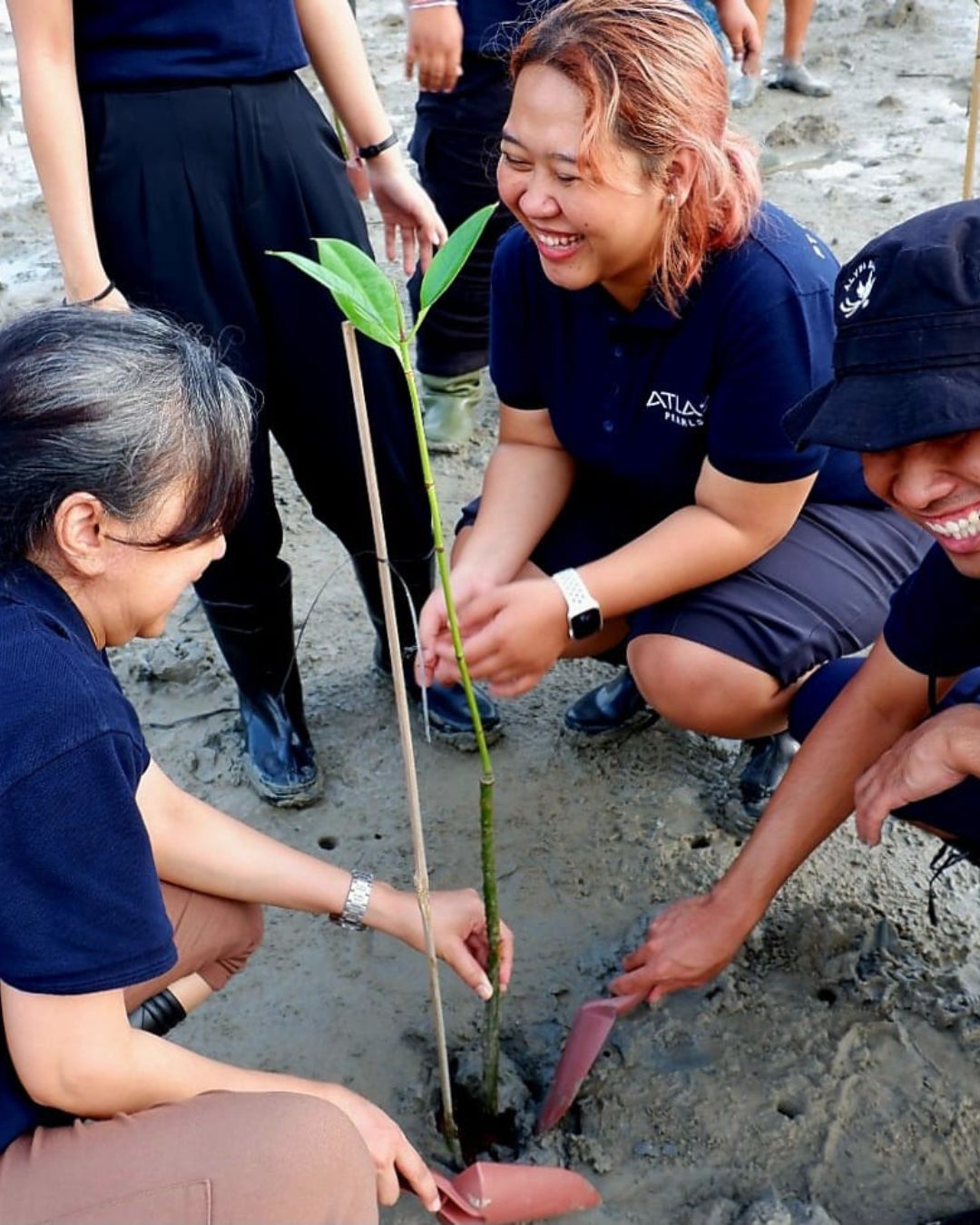 People planting a tree together on a beach