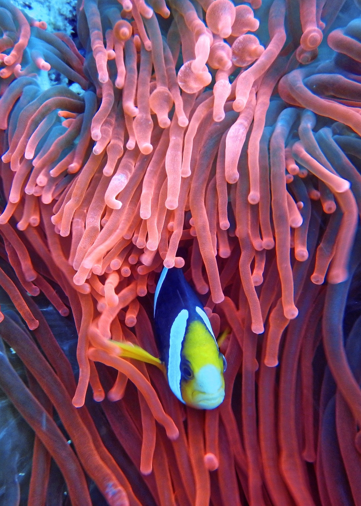Colorful clownfish hiding among the tentacles of a coral anemone.